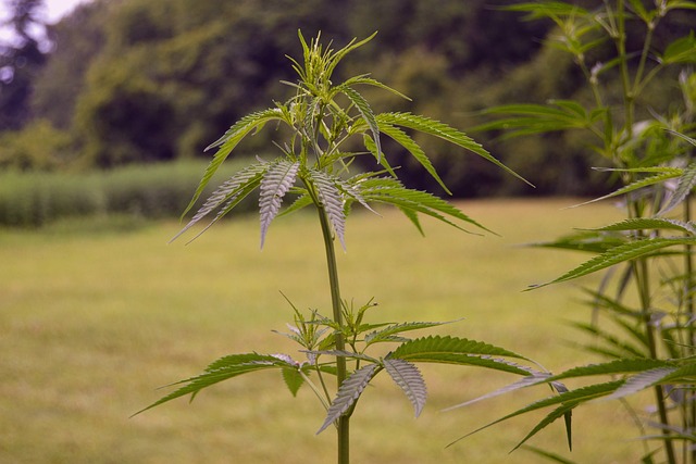 麻 植物 农场 - 上的免费照片