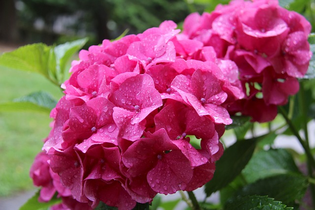 自然 花 植物 - 上的免费照片