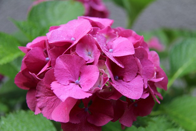 自然 花 植物 - 上的免费照片