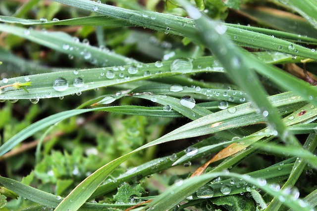 雨 草 科贾埃利 - 上的免费照片