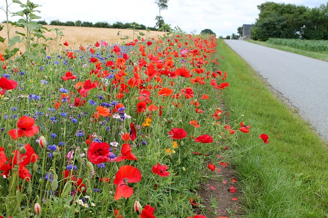 沟边 花朵 丹麦 - 上的免费照片