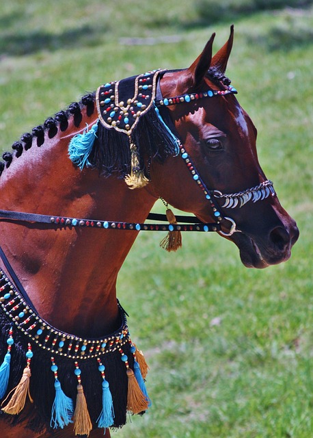 阿拉伯 阿拉伯马 马匹 - 上的免费照片
