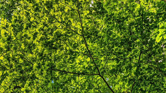 树冠 绿色 树叶 - 上的免费照片