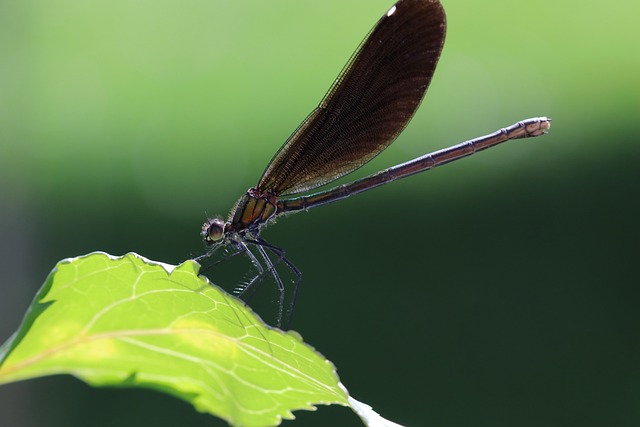 蜻蜓 叶子 昆虫 - 上的免费照片