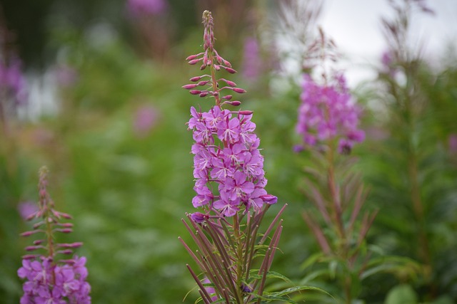 Mj?lk?rt R?varompa Rallarros - 上的免费照片