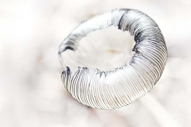 蘑菇 性质 林 - 上的免费照片