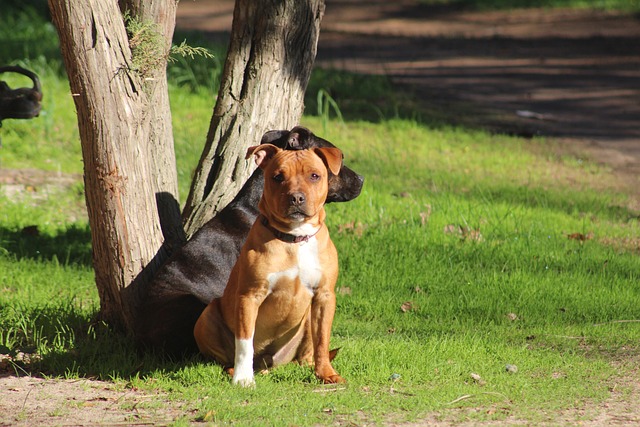 工作人员 斯塔福德郡斗牛犬 斗牛犬 - 上的免费照片