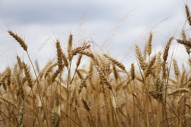 麦田 小麦 小麦种植 - 上的免费照片