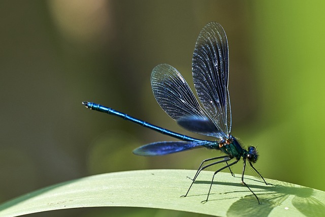 蜻蜓 蓝色的 湿生境 - 上的免费照片
