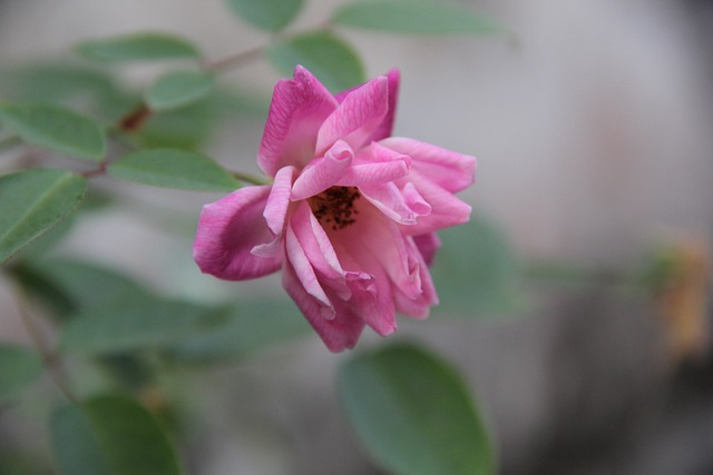 Flower 花 - 上的免费照片