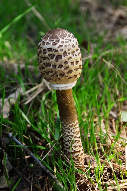 巨型 Schirmling Macrolepiota 蘑菇 - 上的免费照片