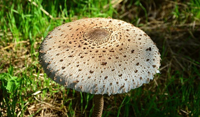 巨型 Schirmling Macrolepiota 蘑菇 - 上的免费照片