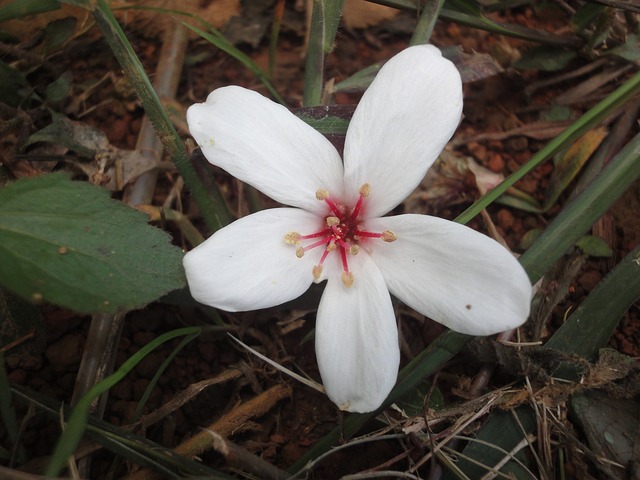 Flower Plant Tung - 上的免费照片