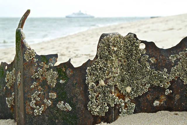 叙尔特岛 弯头 北海 - 上的免费照片