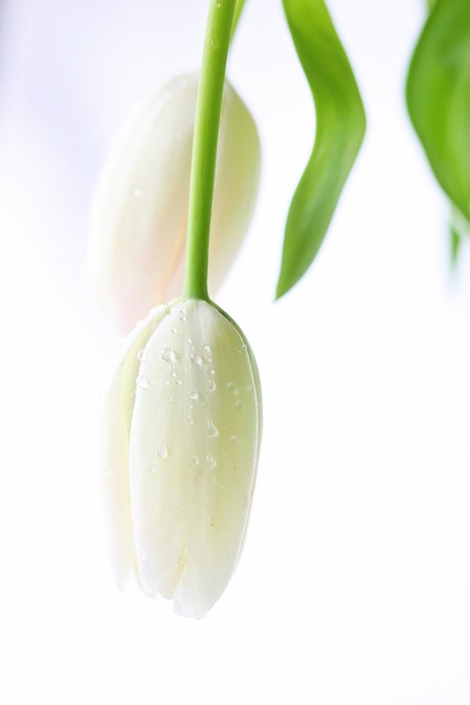 郁金香 荷兰 春天 - 上的免费照片