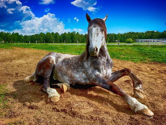马 躺着 农场 - 上的免费照片