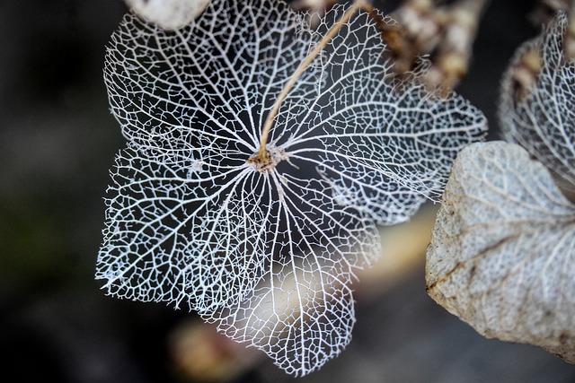 绣球花 植物 性质 - 上的免费照片