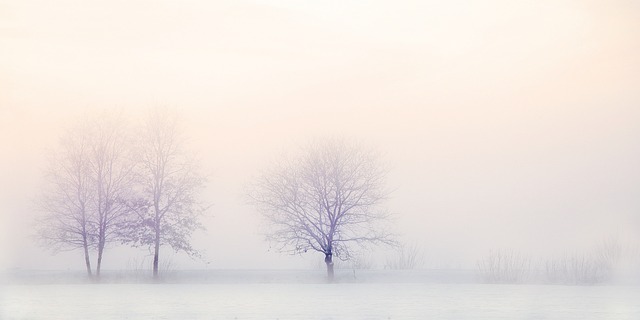 冬季景观 树木 雪 - 上的免费照片