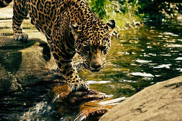 豹 捕食者 野生猫 - 上的免费照片