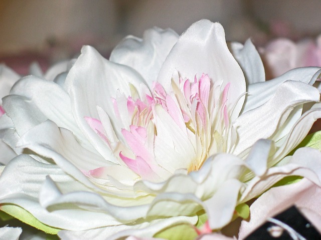 纸花 面料花卉 花 - 上的免费照片