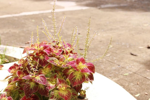 美Gam 丰富多彩的 - 上的免费照片