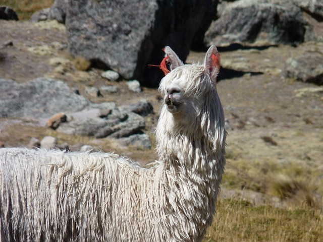 羊驼 Auquénido - 上的免费照片