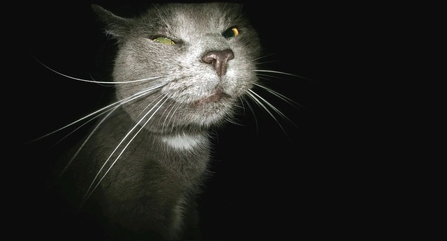 猫 有趣的 缠扰者 - 上的免费照片
