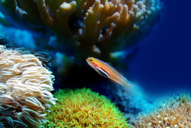 鱼 珊瑚 海 - 上的免费照片