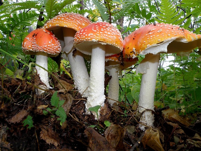 飞木耳 蘑菇 家庭 - 上的免费照片