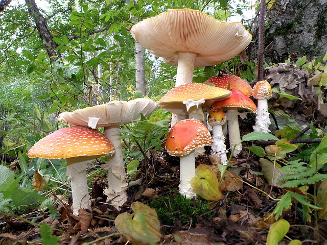 飞木耳 蘑菇 家庭 - 上的免费照片