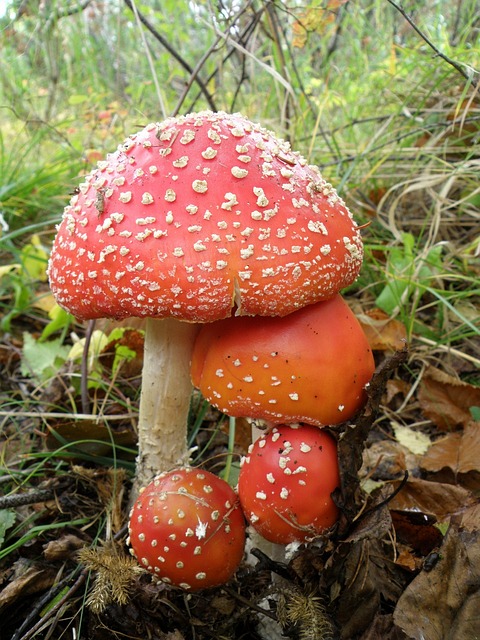 飞木耳 蘑菇 家庭 - 上的免费照片