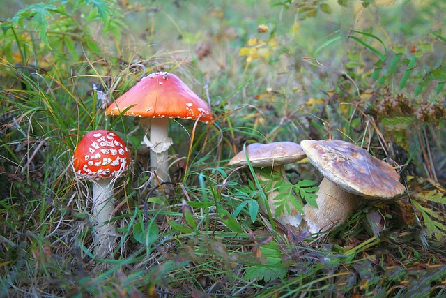 飞木耳 蘑菇 家庭 - 上的免费照片