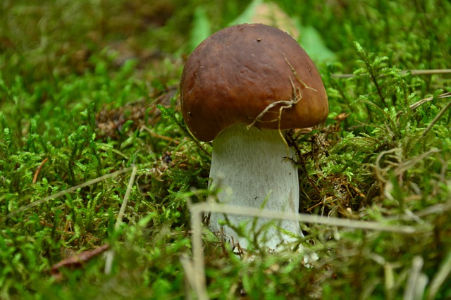 牛肝菌 高贵 - 上的免费照片