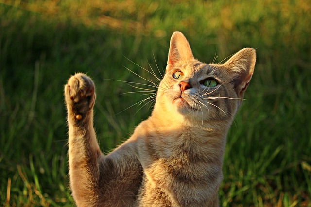 猫 鲭鱼 爪子 - 上的免费照片