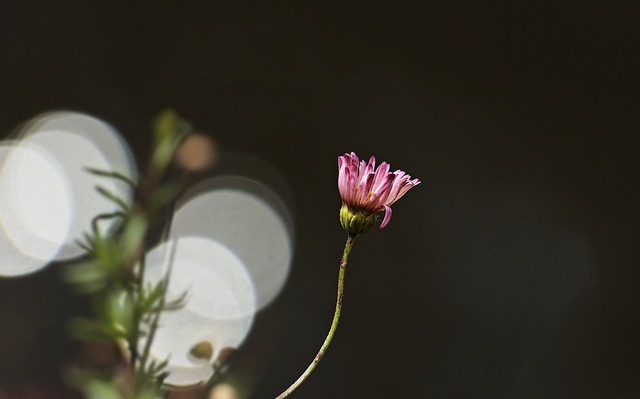 雏菊 花 散景 - 上的免费照片