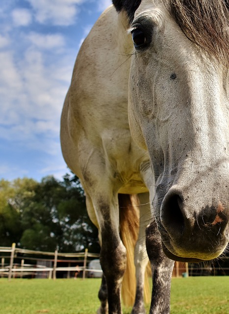 马 模具 小马 - 上的免费照片