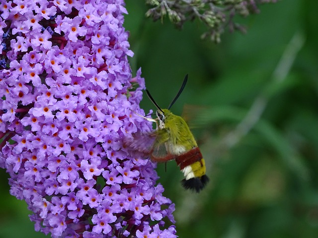 汉默猫头鹰 昆虫 紫丁香 - 上的免费照片