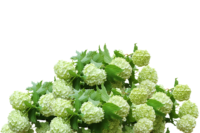 绣球花 绣球花丛 花园花 - 上的免费照片