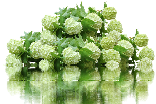 绣球花 绣球花丛 花园花 - 上的免费照片