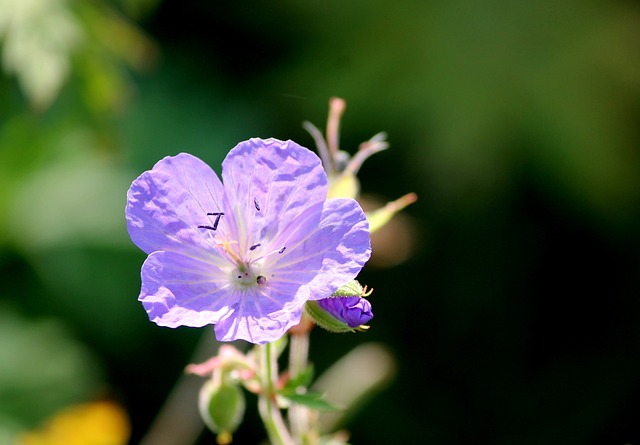 草地Cranesbill 起重机法案 开花 - 上的免费照片