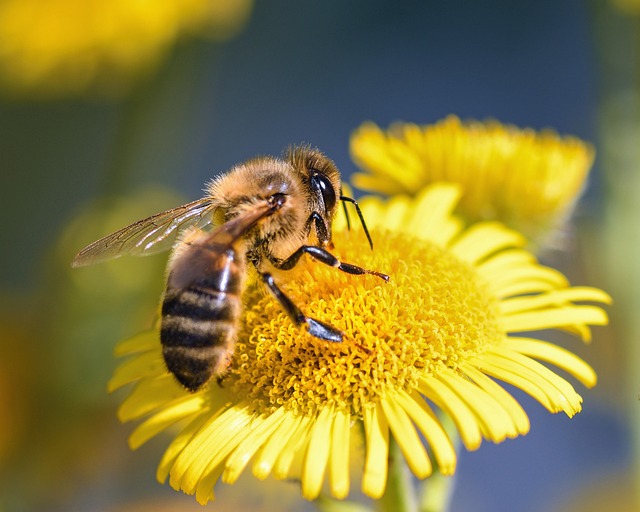 蜜蜂 花 牧草 - 上的免费照片
