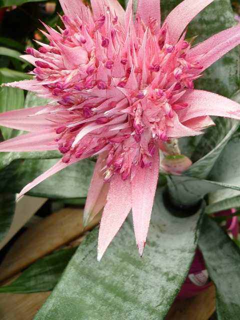 凤梨 花 粉色的 - 上的免费照片