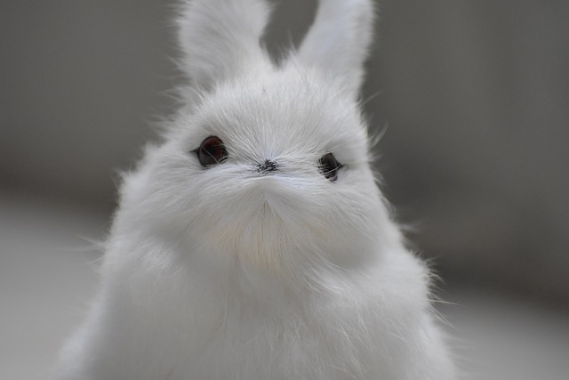 兔子 柔软度 展品 - 上的免费照片