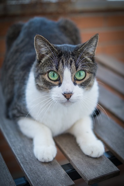 猫 小猫 宠物 - 上的免费照片