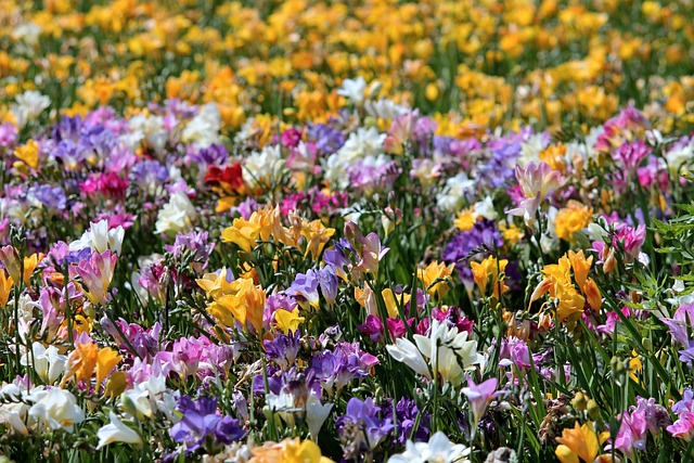 小苍兰 领域的鲜花 花海 - 上的免费照片