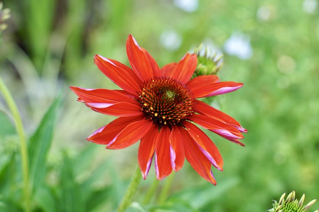 Hana 花 - 上的免费照片