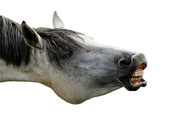 模具 马 对动物的爱 - 上的免费照片