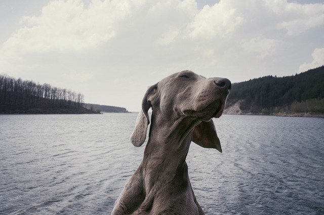 犬只 品种 狗 - 上的免费照片