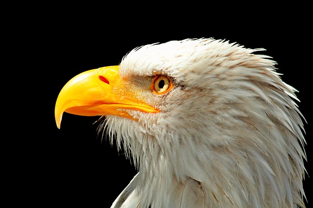 阿德勒 白头鹰 猛禽 - 上的免费照片