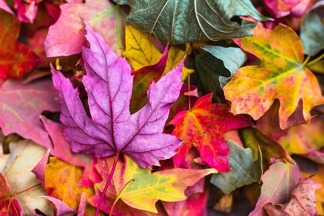丰富多彩的 秋天 树叶 - 上的免费照片